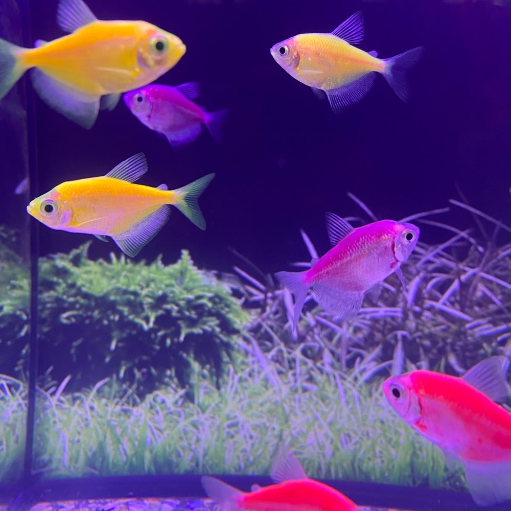 Meet your Posher, Paola - Picture 5 of 6